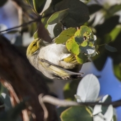 Ptilotula penicillata (White-plumed Honeyeater) at Belconnen, ACT - 6 Jun 2019 by Alison Milton