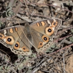 Junonia villida (Meadow Argus) at Belconnen, ACT - 6 Jun 2019 by AlisonMilton