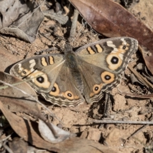 Junonia villida at Belconnen, ACT - 6 Jun 2019 11:52 AM