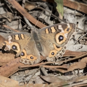 Junonia villida at Belconnen, ACT - 6 Jun 2019 11:52 AM