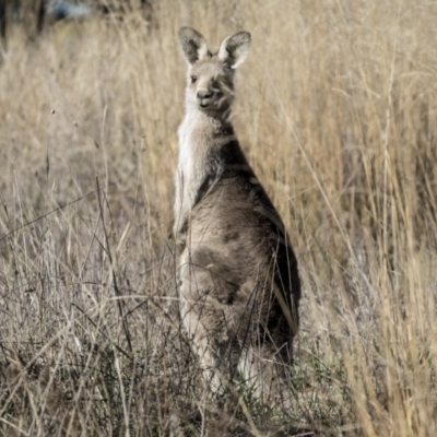 Macropus giganteus (Eastern Grey Kangaroo) at Belconnen, ACT - 6 Jun 2019 by Alison Milton