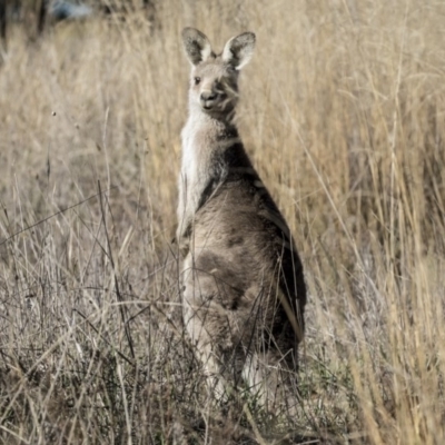 Macropus giganteus (Eastern Grey Kangaroo) at Belconnen, ACT - 6 Jun 2019 by AlisonMilton