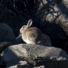 Oryctolagus cuniculus (European Rabbit) at Evatt, ACT - 6 Jun 2019 by Alison Milton