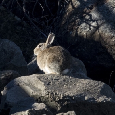 Oryctolagus cuniculus (European Rabbit) at Lake Ginninderra - 6 Jun 2019 by Alison Milton