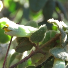 Correa reflexa var. reflexa (Common Correa, Native Fuchsia) at Coree, ACT - 14 May 2019 by KumikoCallaway