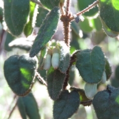 Correa reflexa var. reflexa at Coree, ACT - 14 May 2019