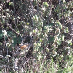 Correa reflexa var. reflexa at Coree, ACT - 14 May 2019