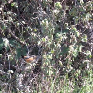 Correa reflexa var. reflexa at Coree, ACT - 14 May 2019