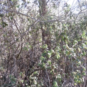 Correa reflexa var. reflexa at Coree, ACT - 14 May 2019