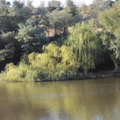 Salix babylonica (Weeping Willow) at Point Hut to Tharwa - 27 Mar 2019 by MichaelBedingfield