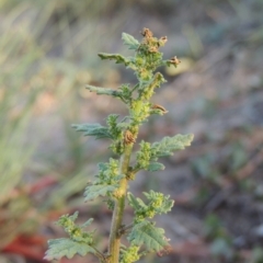 Dysphania pumilio (Small Crumbweed) at Point Hut to Tharwa - 27 Mar 2019 by MichaelBedingfield