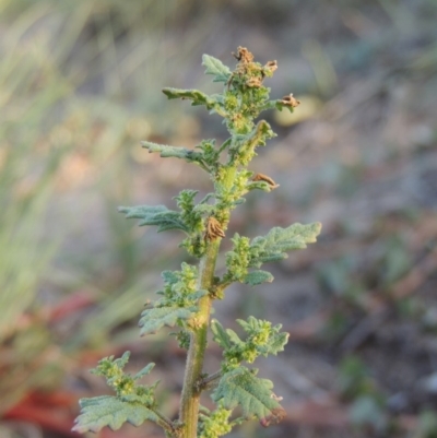 Dysphania pumilio (Small Crumbweed) at Tuggeranong DC, ACT - 27 Mar 2019 by michaelb