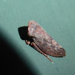 Smicrocotis obscura (Leafhopper) at Flynn, ACT - 6 Jun 2019 by Christine