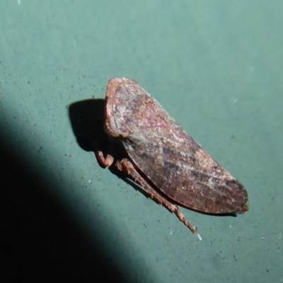 Smicrocotis obscura (Leafhopper) at Flynn, ACT - 7 Jun 2019 by Christine