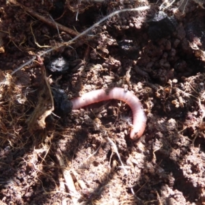 Oligochaeta (class) at Molonglo River Reserve - 31 May 2019