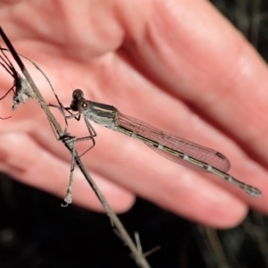 Austrolestes leda at Cook, ACT - 5 Jun 2019 02:56 PM