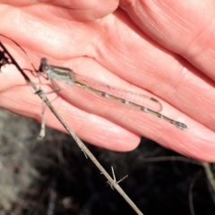 Austrolestes leda at Cook, ACT - 5 Jun 2019 02:56 PM