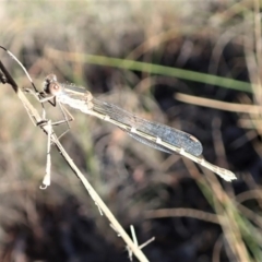 Austrolestes leda at Cook, ACT - 5 Jun 2019