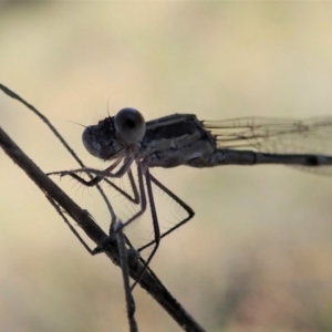 Austrolestes leda at Cook, ACT - 5 Jun 2019 02:56 PM