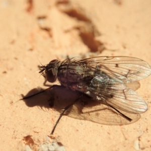 Helina sp. (genus) at Cook, ACT - 6 Jun 2019