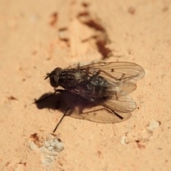 Helina sp. (genus) at Cook, ACT - 6 Jun 2019 03:59 PM