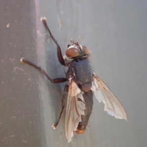 Sarcophagidae sp. (family) at Cook, ACT - 6 Jun 2019