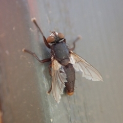 Sarcophagidae sp. (family) at Cook, ACT - 6 Jun 2019