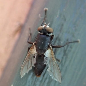 Sarcophagidae sp. (family) at Cook, ACT - 6 Jun 2019