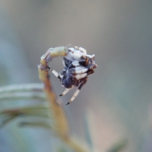 Celaenia excavata at Cook, ACT - 6 Jun 2019