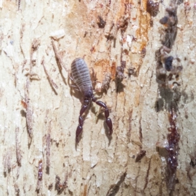 Conicochernes sp. (genus) (Chernetid Pseudoscorpion) at Belconnen, ACT - 6 Jun 2019 by AlisonMilton