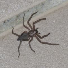 Hemicloea sp. (genus) (Flat bark spider) at Higgins, ACT - 8 Jun 2019 by AlisonMilton