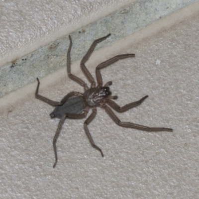 Hemicloea sp. (genus) (Flat bark spider) at Higgins, ACT - 7 Jun 2019 by AlisonMilton