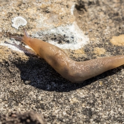 Ambigolimax sp. (valentius and waterstoni) (Striped Field Slug) at Acton, ACT - 18 Apr 2019 by AlisonMilton