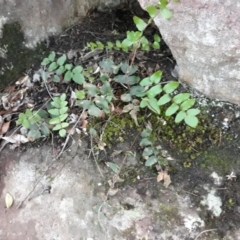 Pellaea calidirupium (Hot Rock Fern) at Yerriyong, NSW - 6 Jun 2015 by plants