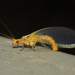 Dictyochrysa fulva at Hackett, ACT - 5 Jun 2019 11:53 AM