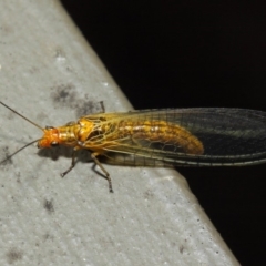 Dictyochrysa fulva at Hackett, ACT - 5 Jun 2019 11:53 AM