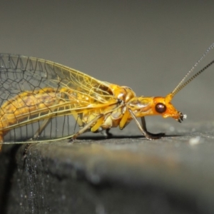 Dictyochrysa fulva at Hackett, ACT - 5 Jun 2019 11:53 AM