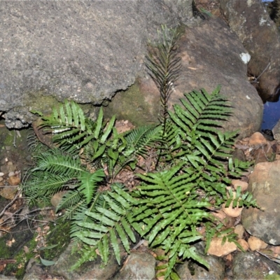 Blechnum minus (Soft Water Fern) at Tianjara, NSW - 6 Jun 2019 by plants