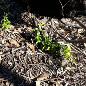 Asparagus asparagoides at Majura, ACT - 6 Jun 2019