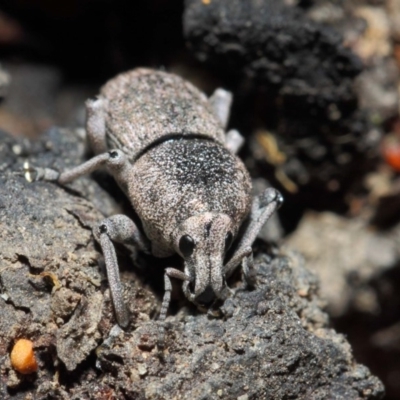 Polyphrades paganus (A weevil) at Acton, ACT - 5 Jun 2019 by TimL