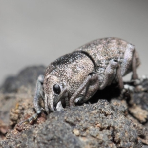 Polyphrades paganus at Acton, ACT - 5 Jun 2019 02:19 PM