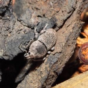 Polyphrades paganus at Acton, ACT - 5 Jun 2019 02:19 PM