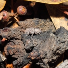 Polyphrades paganus at Acton, ACT - 5 Jun 2019 02:19 PM