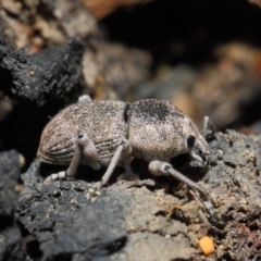 Polyphrades paganus at Acton, ACT - 5 Jun 2019 02:19 PM