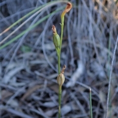 Speculantha rubescens (Blushing Tiny Greenhood) at Cook, ACT - 5 Jun 2019 by CathB