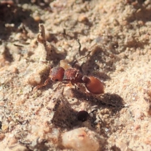 Meranoplus sp. (genus) at Cook, ACT - 7 Jun 2019