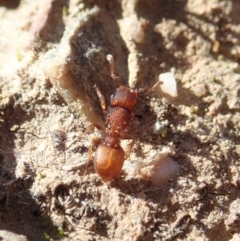 Meranoplus sp. (genus) at Cook, ACT - 7 Jun 2019