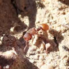 Meranoplus sp. (genus) at Cook, ACT - 7 Jun 2019