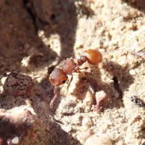 Meranoplus sp. (genus) at Cook, ACT - 7 Jun 2019