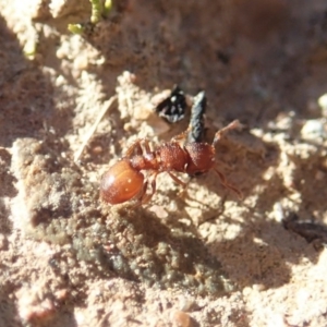 Meranoplus sp. (genus) at Cook, ACT - 7 Jun 2019